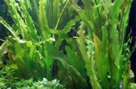 One of the best substrate to use for a planted tank is soil. 14 Best Fast Growing Aquarium Plants (without CO2 in 2020 ...