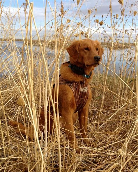 Lily 15 Year Old Golden Retriever On Her First Duck Hunt Oct 2012
