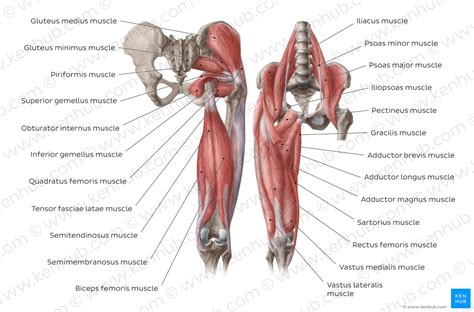 Hip Adductors Anatomy Innervation Supply Function Kenhub
