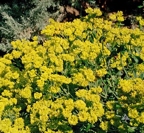 Robinia pseudoacacia, or black locust, is a deciduous, flowering tree that may grow 50 to 70 feet tall and a trunk diameter of 3 to 4 feet. Sulphur Flower (Eriogonum umbellatum) | Applewood Seed Company