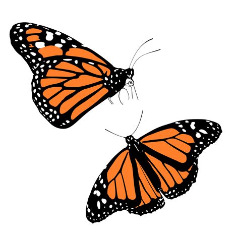 Clipart Monarch Butterflies Printable Pictures