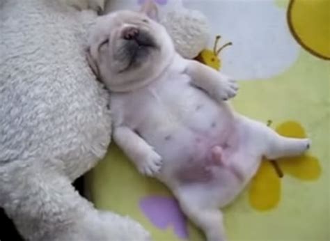 When this puppy is sleepin (and only happens when shes sleepin) seems to breath quite fast, she takes alot of little breaths. Sleeping French bulldog will make you laugh so hard
