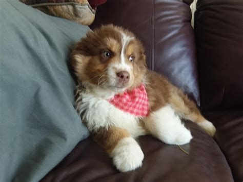 Adopt a puppy or dog from san diego county's helen woodward animal center today! Australian Shepherd Puppies For Sale | San Diego, CA #268076