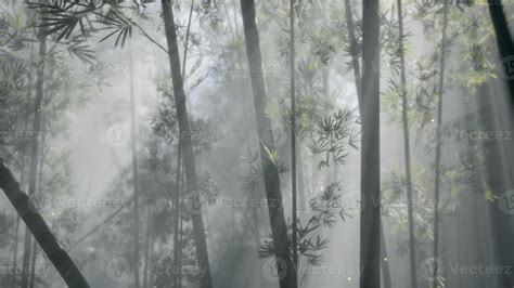 Asian Bamboo Forest With Morning Fog Weather 5755089 Stock Photo At