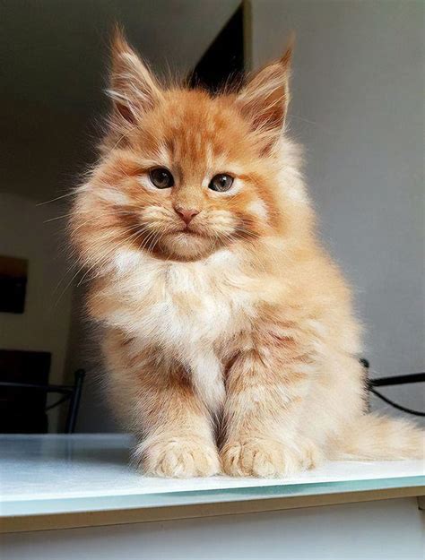50 Cute Maine Coon Kittens That Are Actually Giants