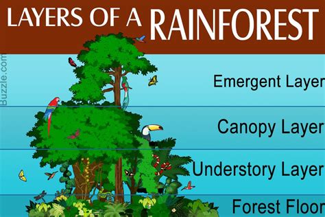 Four Layers Of A Rainforest Rainforest Facts For Kids Genius Hour