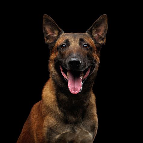 Belgian Shepherd Dog Malinois Photograph By Sergey Taran Pixels