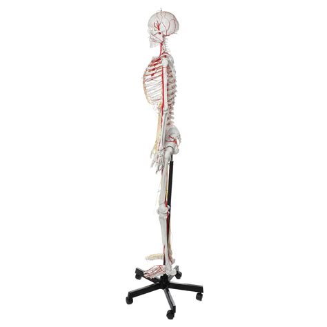 axis scientific life size half vascular half innervated articulated skeleton model with