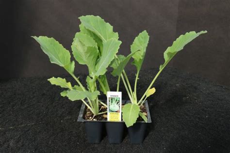 Winner Hybrid Kohlrabi 3 Pak Domanns Plants