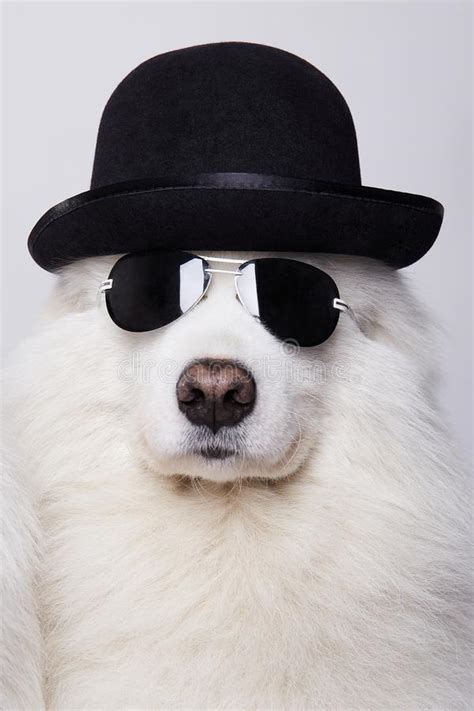 Funny Dog In Hat And Sunglasses Stock Image Image Of Funny Looking