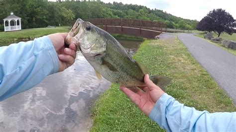 Download and use 800+ largemouth bass stock photos for free. big largemouth bass - YouTube