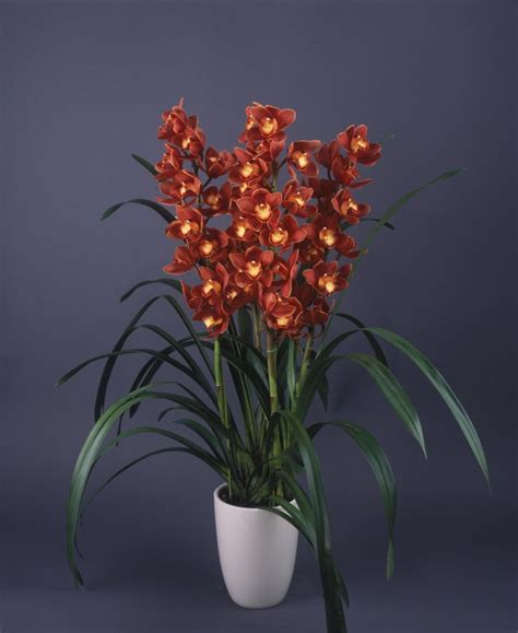 .of the box cool to prevent perishables (think: Cymbidium Koushu Mae blooms red maroon flowers ...