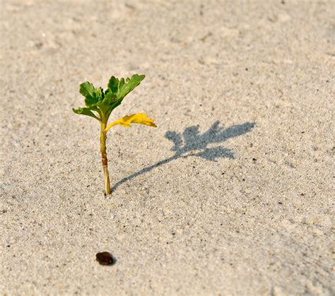 Free Images Beach Sand Plant Leaf Flower Shadow Soil Yellow