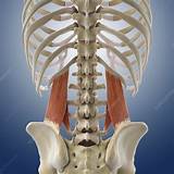 Pulling a muscle in the lower back can be very painful. Lower back muscles, artwork - Stock Image - C014/5013 ...