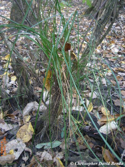 Carex Decomposita Illinois Botanizer