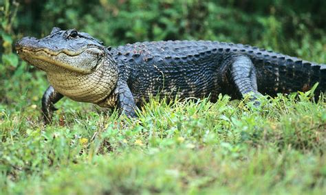 Louisiana Alligators Alligator Season Alligator Hunting Alligator