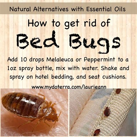 Gently pat the blend onto the bug bite in order to reduce the swelling, itching and inflammation. DIY Recipe 🌸 Get Rid Of Bedbugs DIY Recipe 🌸 Essential ...