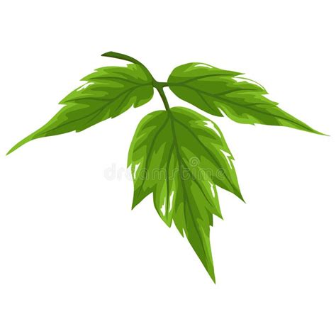 Illustration Of Stylized Green Leaves Decorative Summer Plant Stock