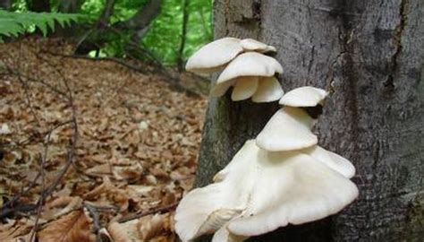 Washington State Mushroom Hunting Sciencing