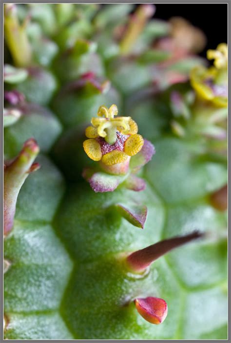 As long as it's about succulents you may post it here! A Close-up View of the Corn Cob Euphorbia