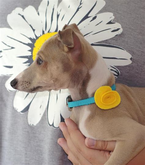 Easy Diy Pet Collar Accessories