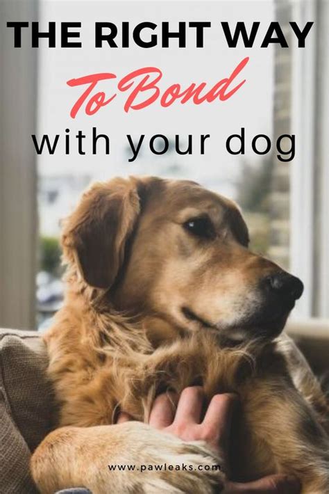 Lovely Dog The Right Way To Bond With Your Dog
