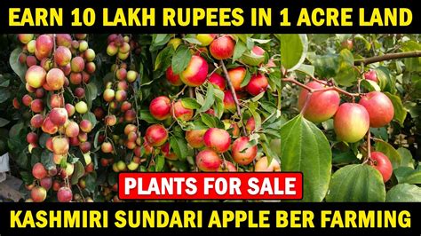 Apple Ber Farming Kashmiri Sundari Apple Ber Plant Eart Plant