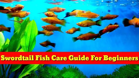 Swordtail Fish Care Guide For Beginners Youtube