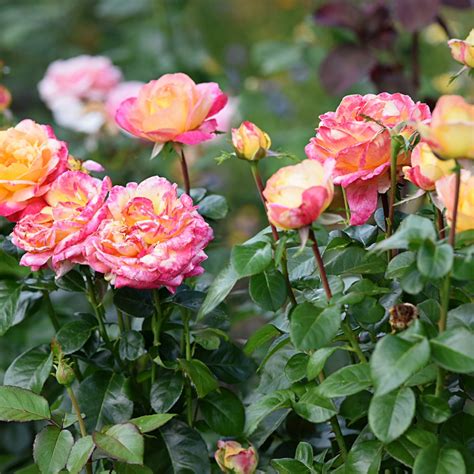 Cottage Farms Direct Roses Splish Splash Mini Rose 3pc