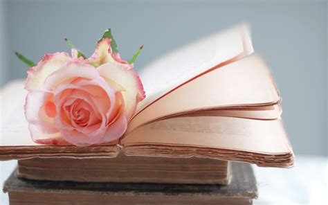 Check spelling or type a new query. Rose on A Book HD Wallpaper | HD Latest Wallpapers