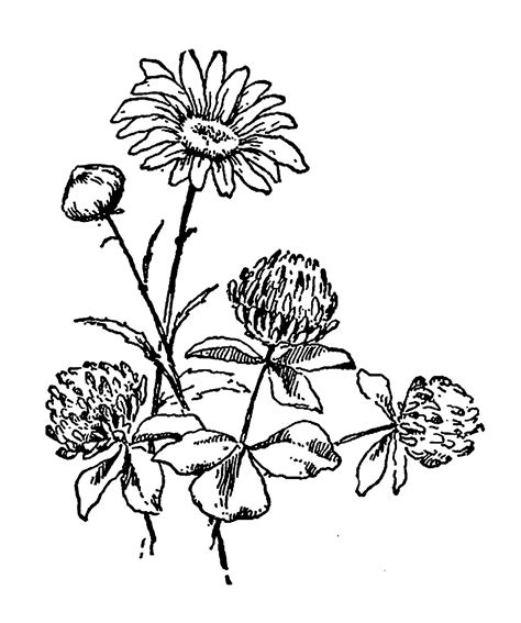 Digital Stamp Design Digital Wildflower Download Daisy Clover Flower