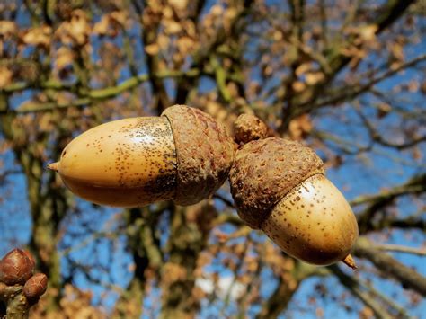 The oak tree is a tree or shrub in the genus quercus. Can My Dog Eat Tree Nuts? | The Dog People by Rover.com