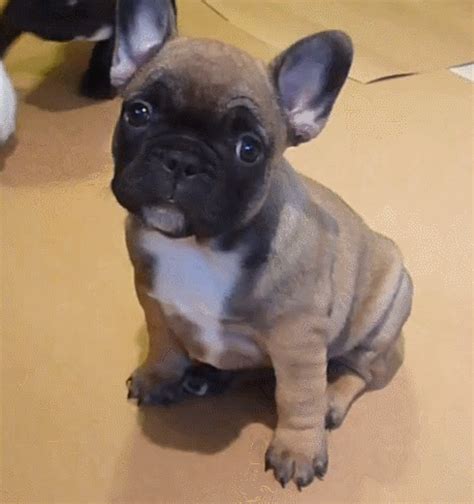 Learn about the french bulldog including physical attributes, history, health, exercise and more. French Bulldog daddy plays with his puppies, who aren't ...