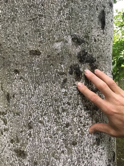 Beech Bark Disease Baum Tree Care