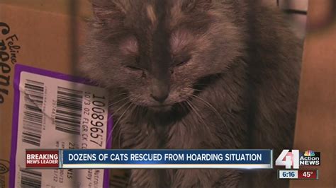 Woman Accused Of Stealing Cats Now Under Hoarding Investigation Youtube