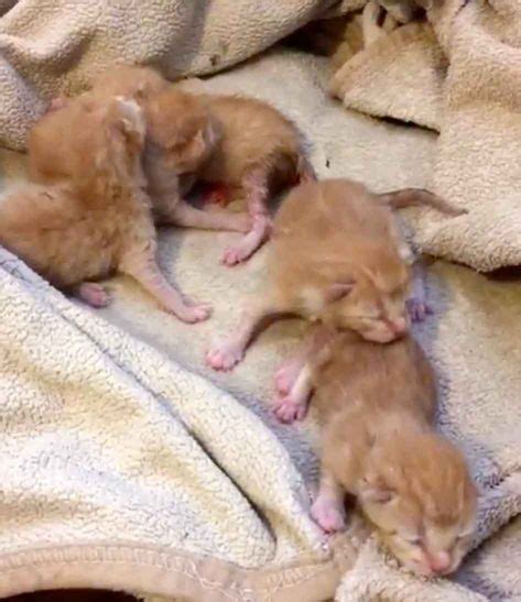 5 Orphaned Ginger Kittens Get Help Just In Time We Love Cats And