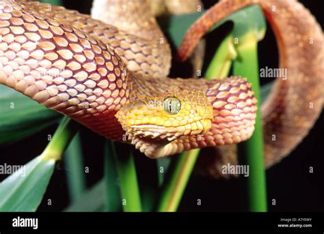 African Bush Viper Atheris Squamiger Native To Uganda And Western