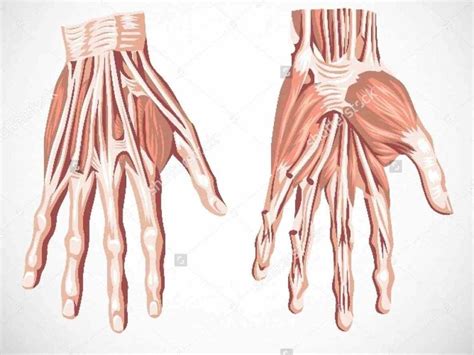 More It Human Hand Muscles Image Is One Means By Which Humans Have