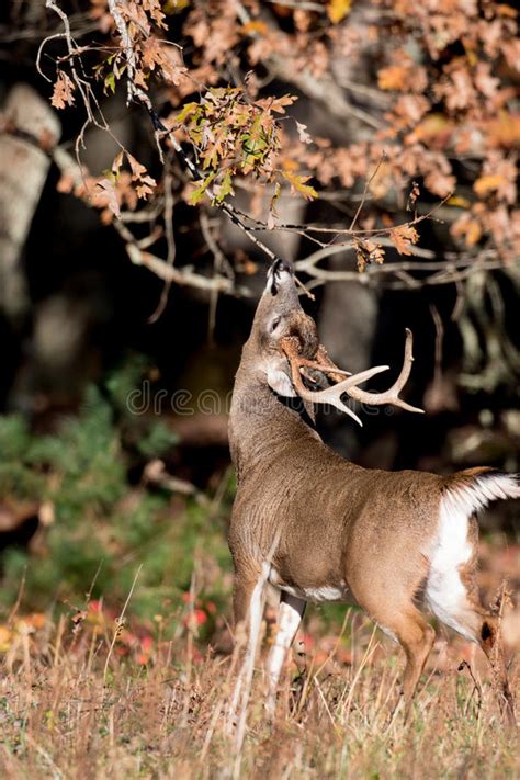 Large White Tailed Deer Buck In Woods Stock Image Image Of