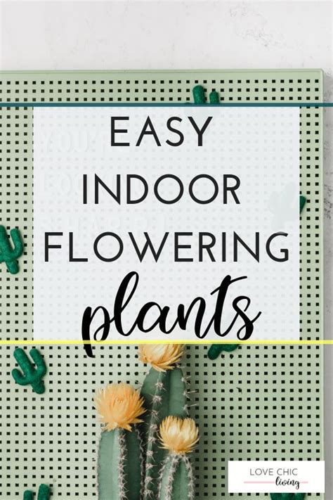 A Sign That Says Easy Indoor Flowering Plants