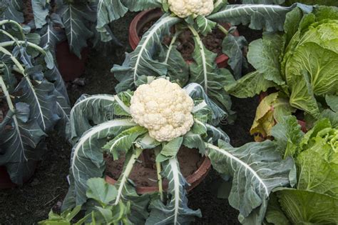 Cauliflower Plant Stock Image Image Of Freshness Field 39045765