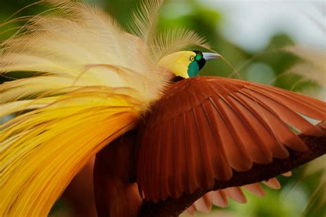 The Magnificent Greater Bird Of Paradise