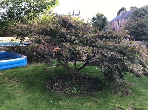 Mature acer tree for sale | in Liberton, Edinburgh | Gumtree