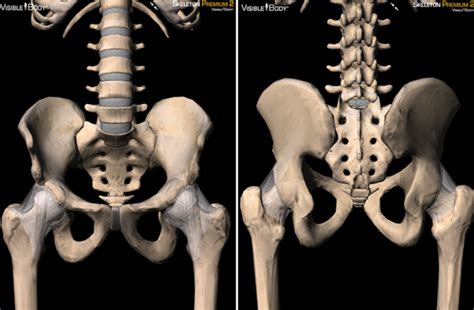 3d Skeletal System The Pelvic Girdle