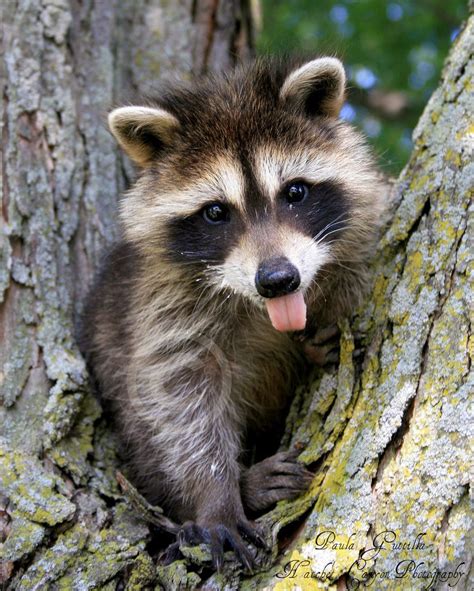 Cheeky Baby Raccoon Animals And Pets Funny Animals Strange Animals