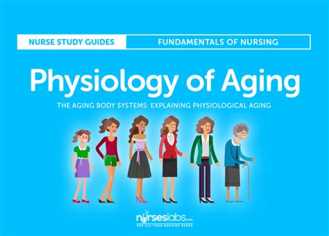 The Aging Body Systems Explaining Physiological Aging Nurseslabs