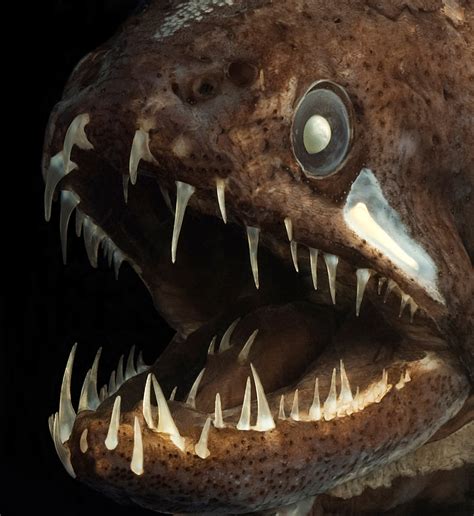 11 Animals That Have Incredibly Scary Teeth That You Might