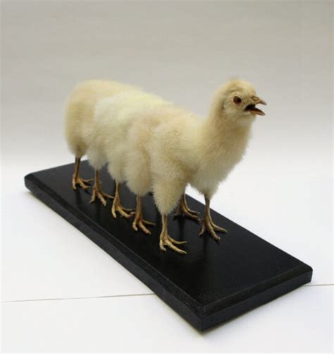 Ten Legged Taxidermied Chicken Bespokebug