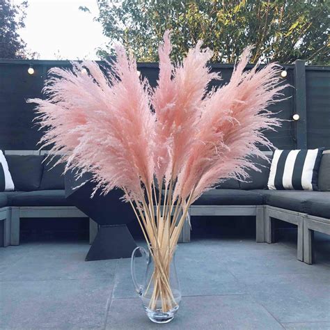 Cheap Mail Order Shopping Green Empire 30pcs Natural Dried Pampas Grass Decor Dry Reed G Feelstv