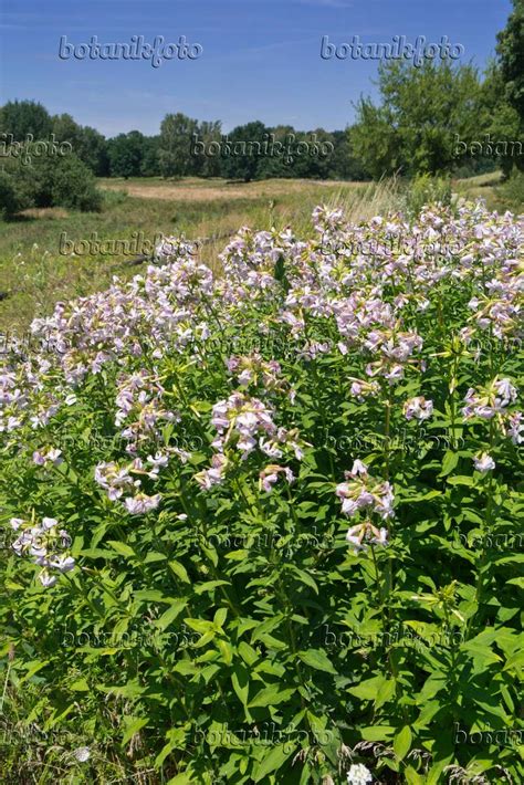 Image Common Soapwort Saponaria Officinalis 558334 Images Of